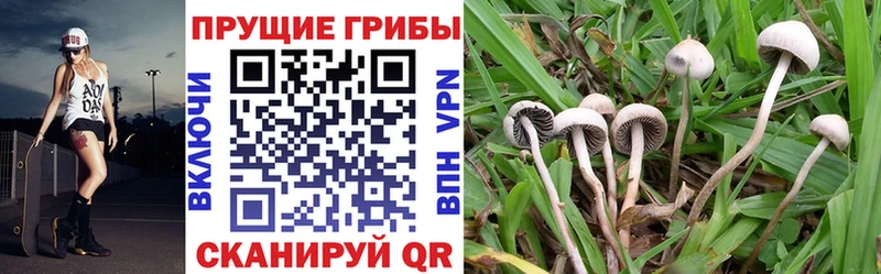 Псилоцибиновые грибы MAGIC MUSHROOMS Заинск